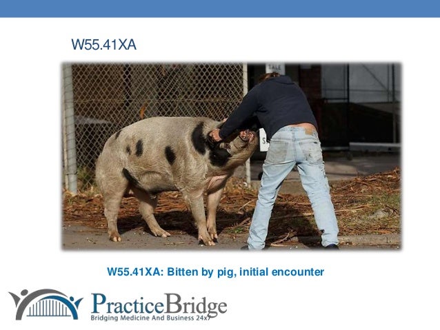 icd 10 code for dog bite icd 10 code for dog bite